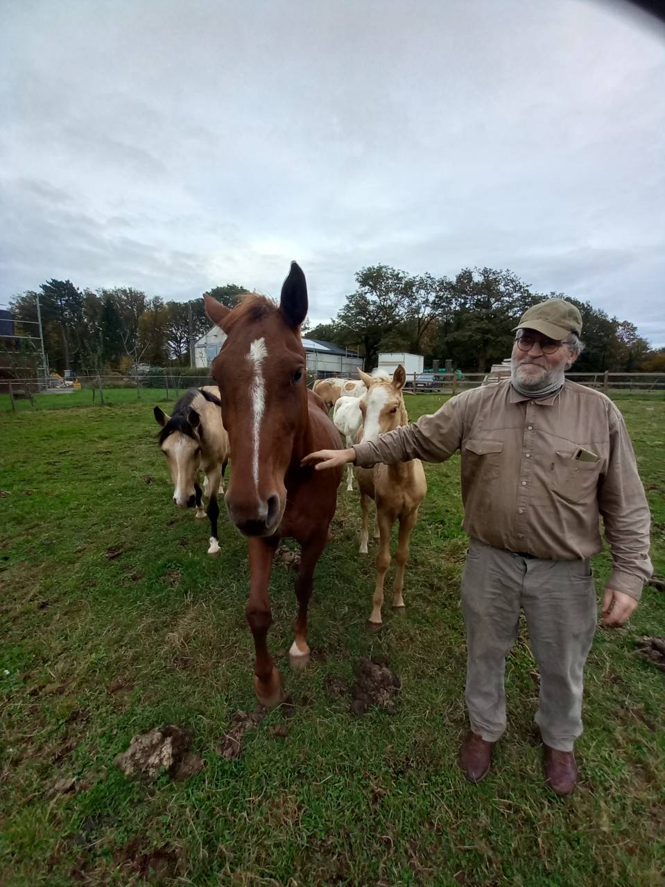 Entire Palomino For sale 2009 Palomino