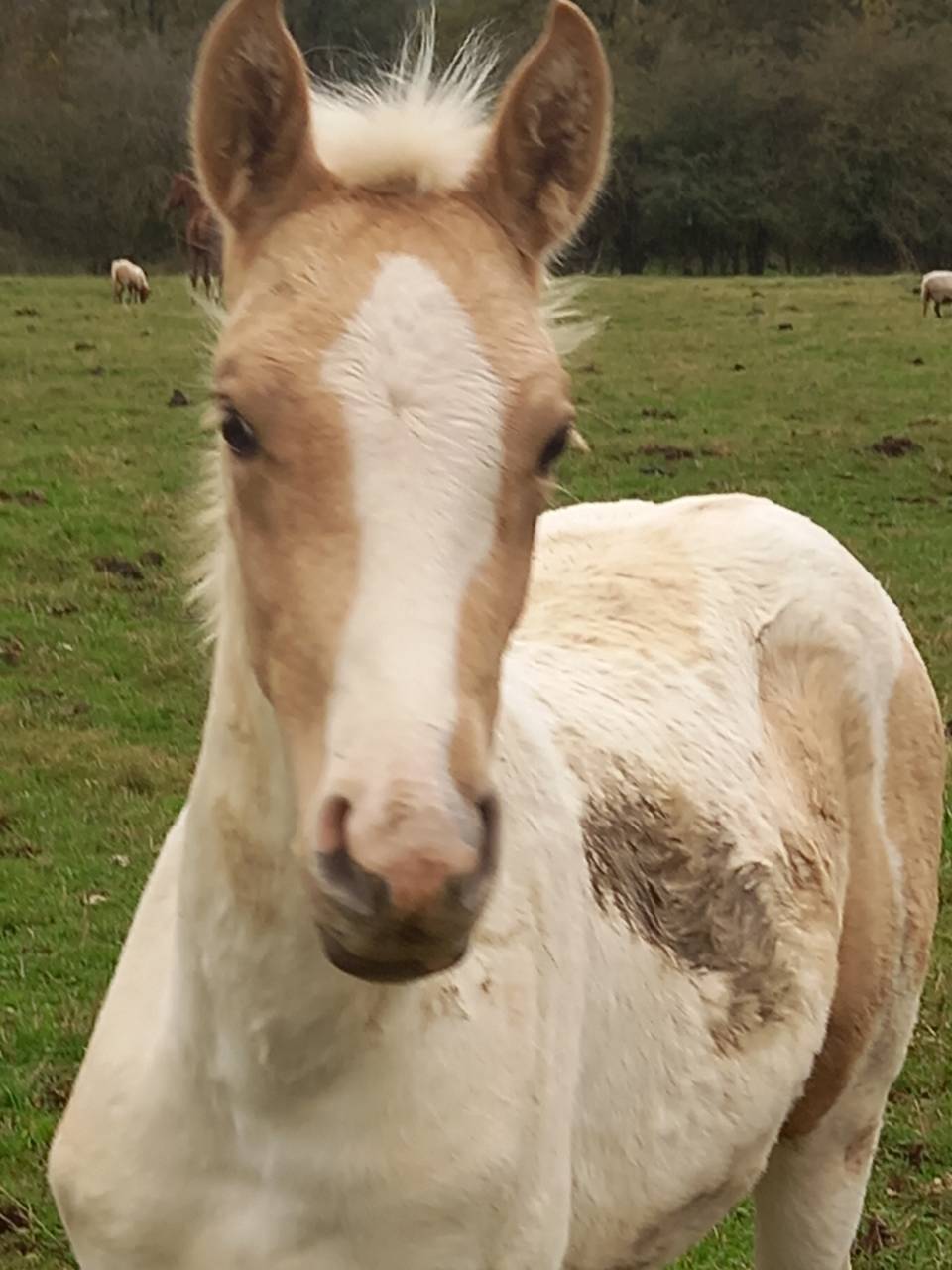 Entire Palomino For sale 2009 Palomino