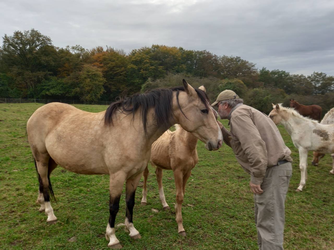Entire Palomino For sale 2009 Palomino