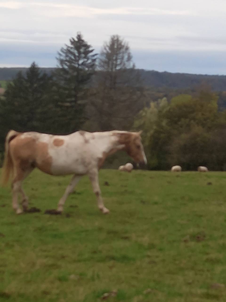 Entire Palomino For sale 2009 Palomino