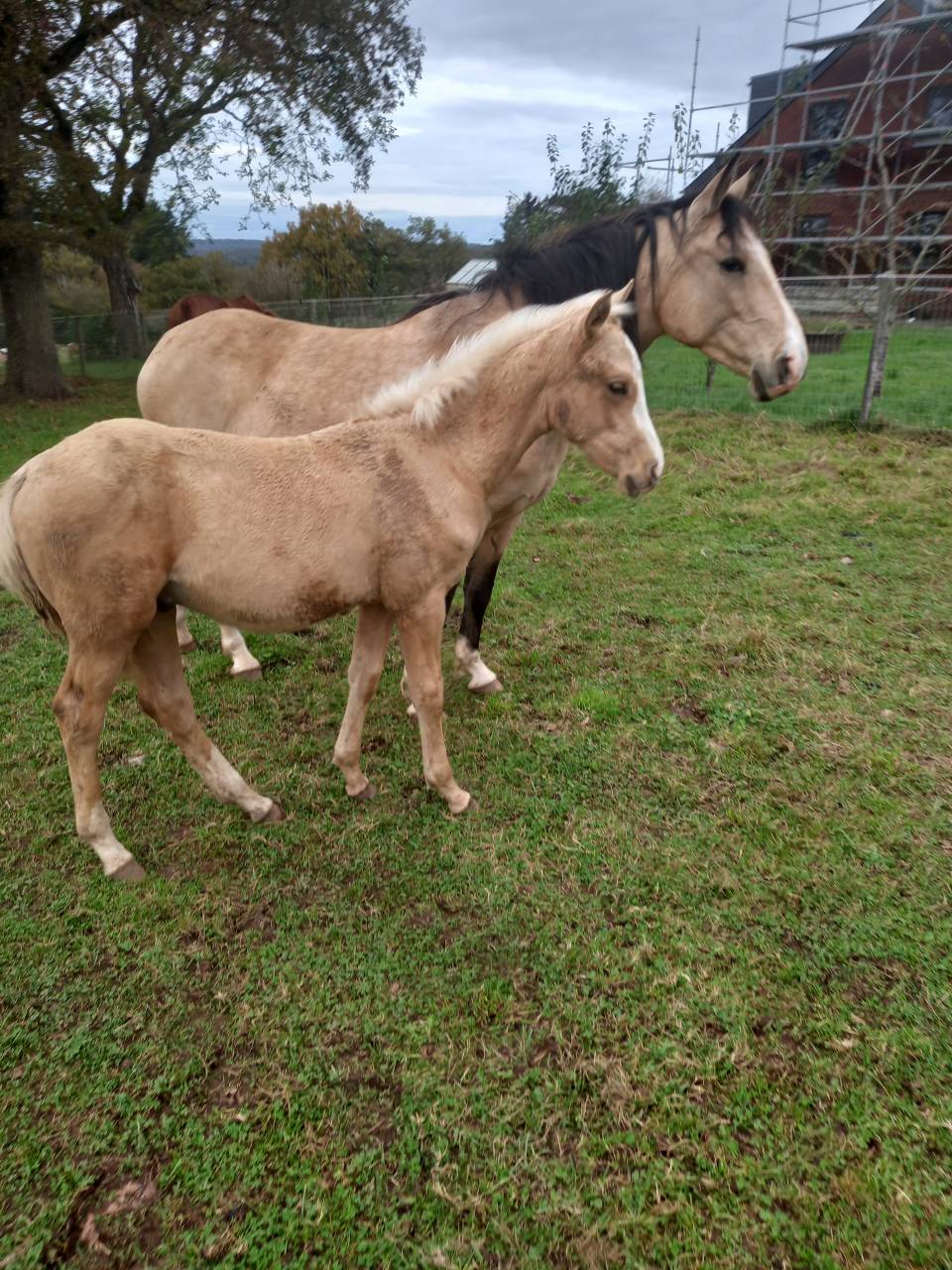 Entire Palomino For sale 2009 Palomino