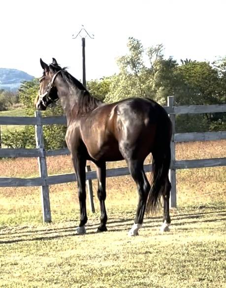 Mare KWPN Dutch Warmblood For sale 2021 Bay