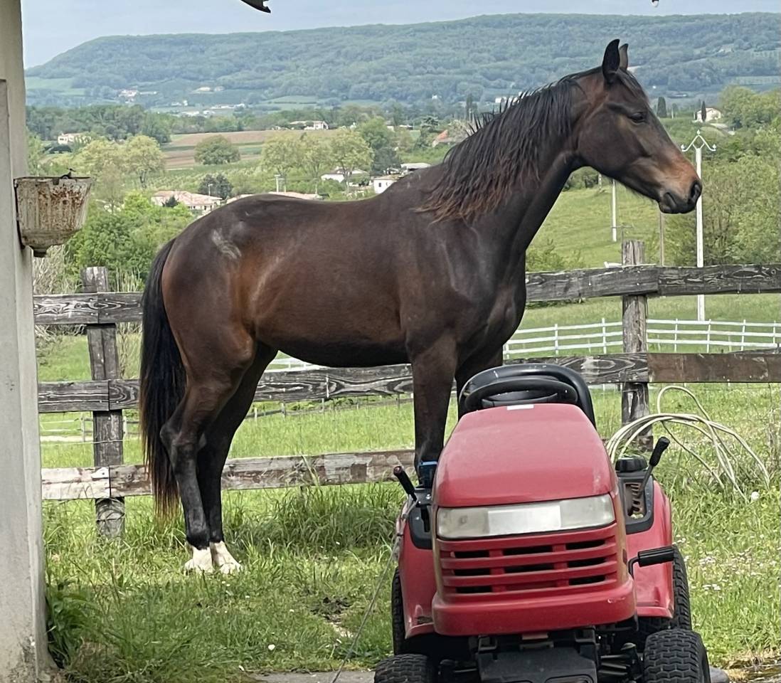 Mare KWPN Dutch Warmblood For sale 2021 Bay