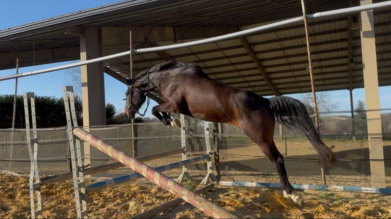 Mare KWPN Dutch Warmblood For sale 2021 Bay