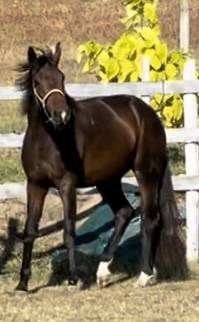 Mare KWPN Dutch Warmblood For sale 2021 Bay