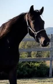 Mare KWPN Dutch Warmblood For sale 2021 Bay