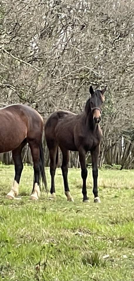 Mare KWPN Dutch Warmblood For sale 2021 Bay