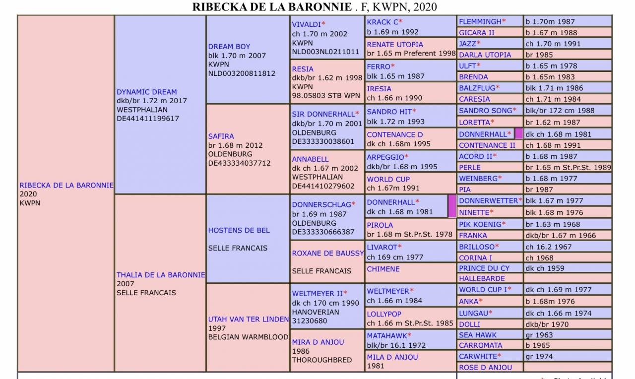 Mare KWPN Dutch Warmblood For sale 2021 Bay