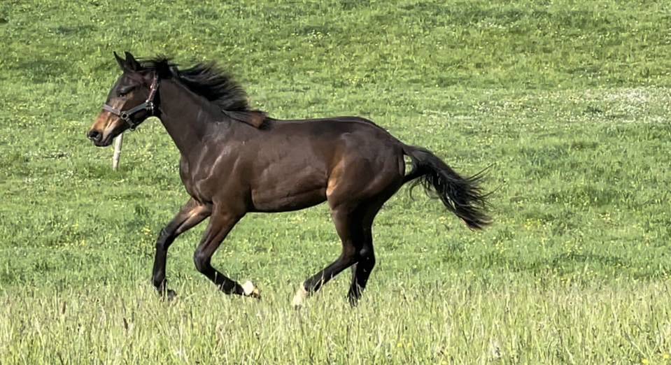 Mare KWPN Dutch Warmblood For sale 2021 Bay