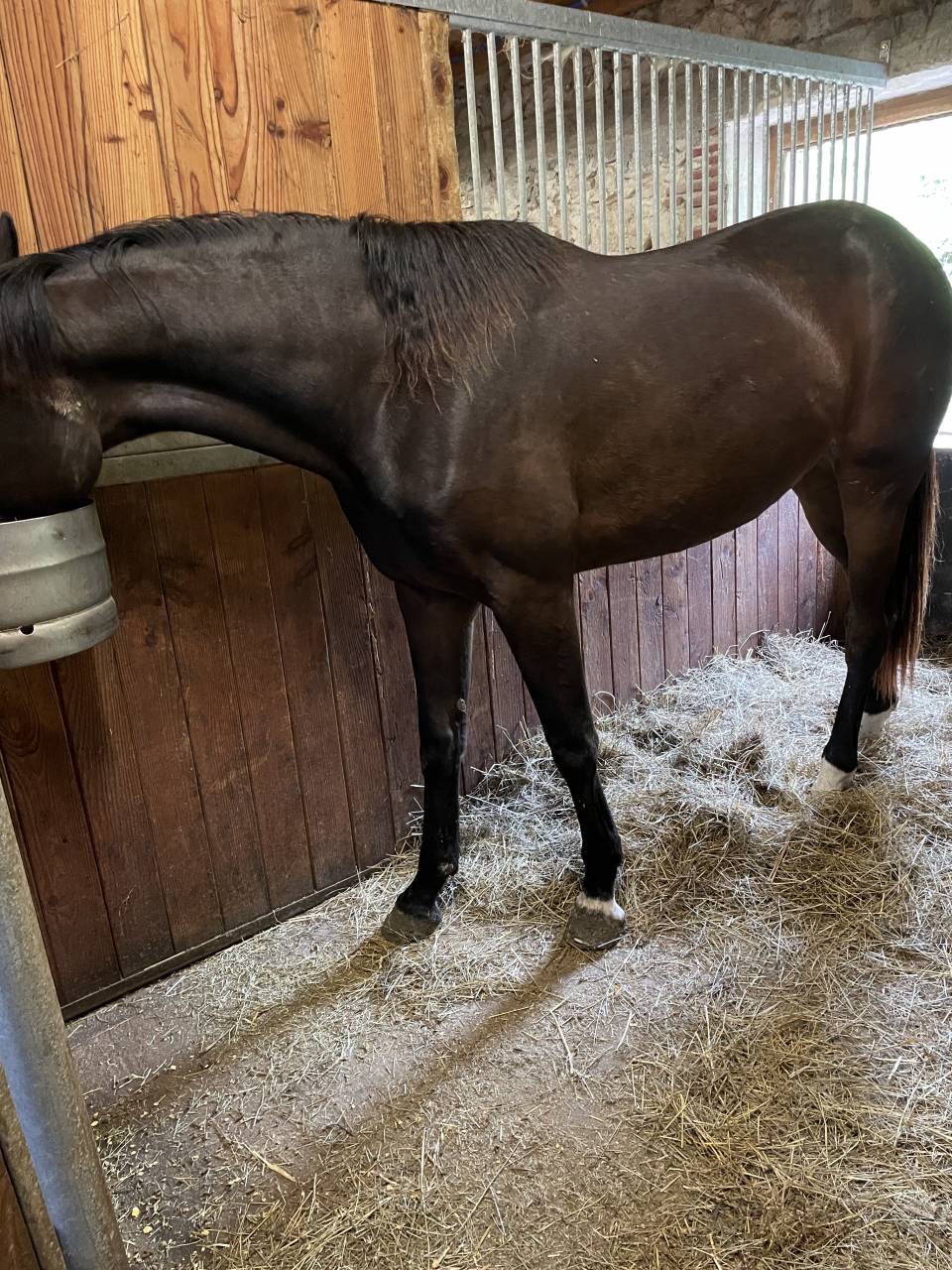 Mare KWPN Dutch Warmblood For sale 2021 Bay