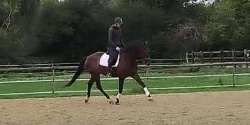 Mare KWPN Dutch Warmblood For sale 2021 Bay