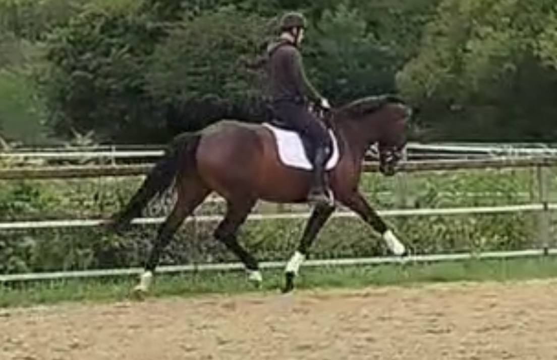 Mare KWPN Dutch Warmblood For sale 2021 Bay
