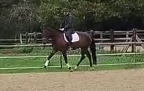 Mare KWPN Dutch Warmblood For sale 2021 Bay