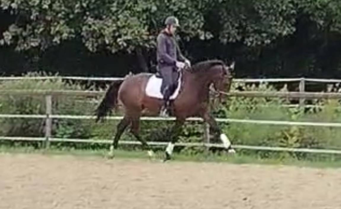Mare KWPN Dutch Warmblood For sale 2021 Bay