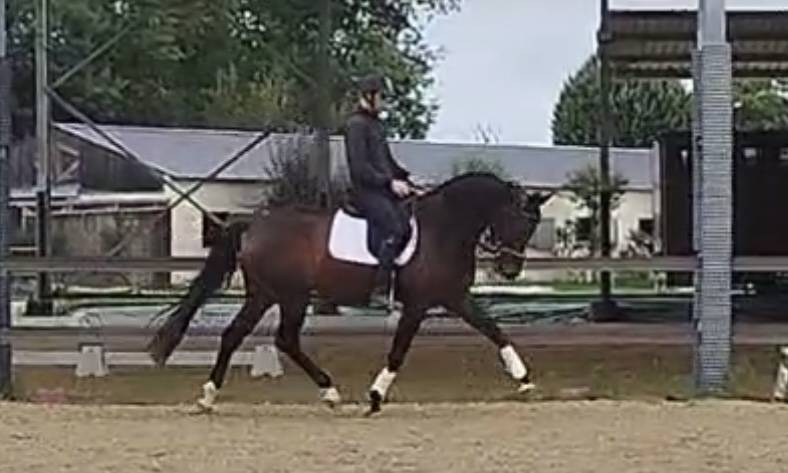 Mare KWPN Dutch Warmblood For sale 2021 Bay