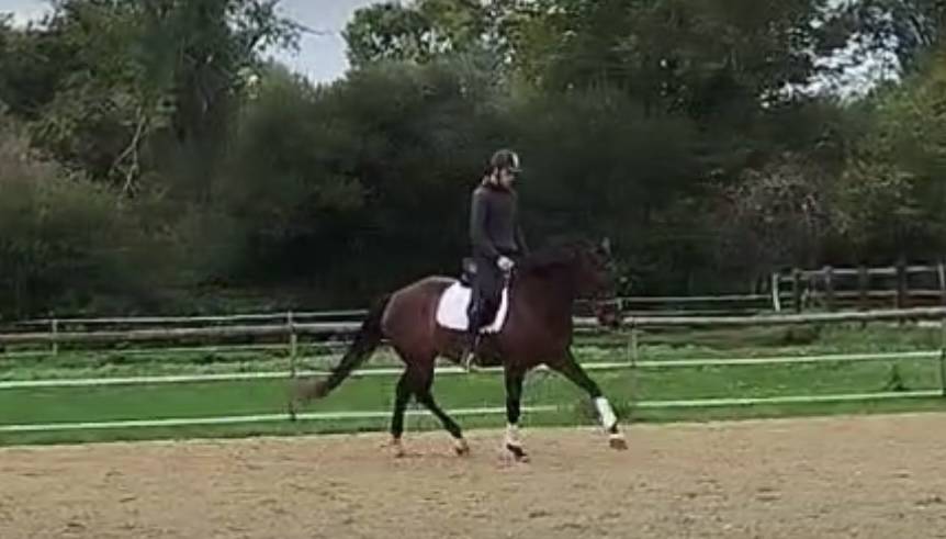 Mare KWPN Dutch Warmblood For sale 2021 Bay