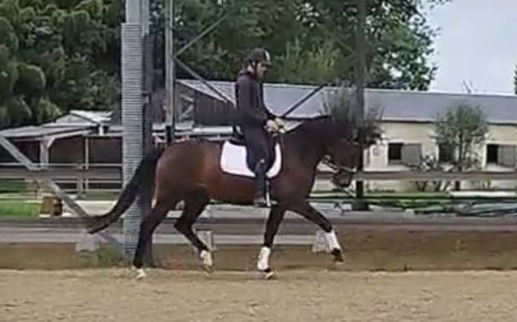 Mare KWPN Dutch Warmblood For sale 2021 Bay