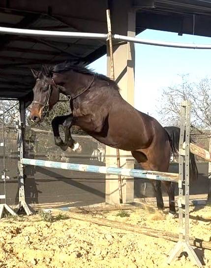 Mare KWPN Dutch Warmblood For sale 2021 Bay