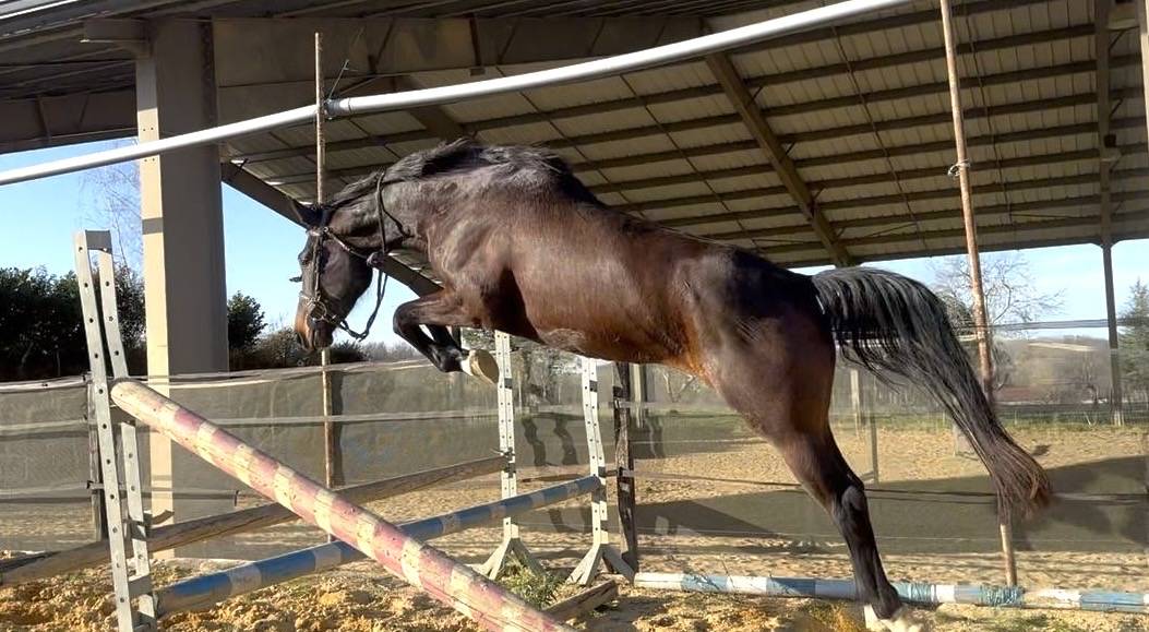 Mare KWPN Dutch Warmblood For sale 2021 Bay