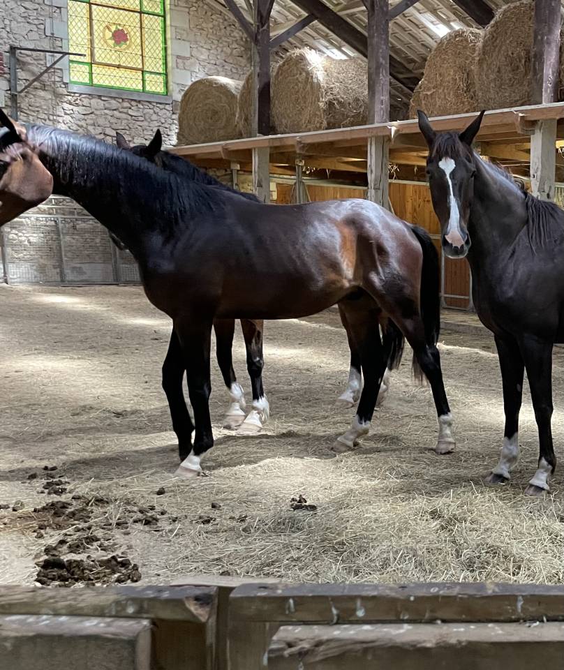 Mare KWPN Dutch Warmblood For sale 2021 Bay