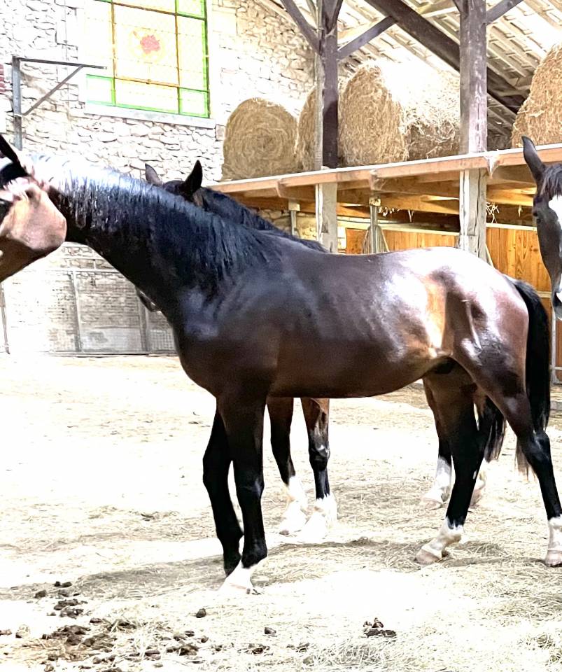 Mare KWPN Dutch Warmblood For sale 2021 Bay