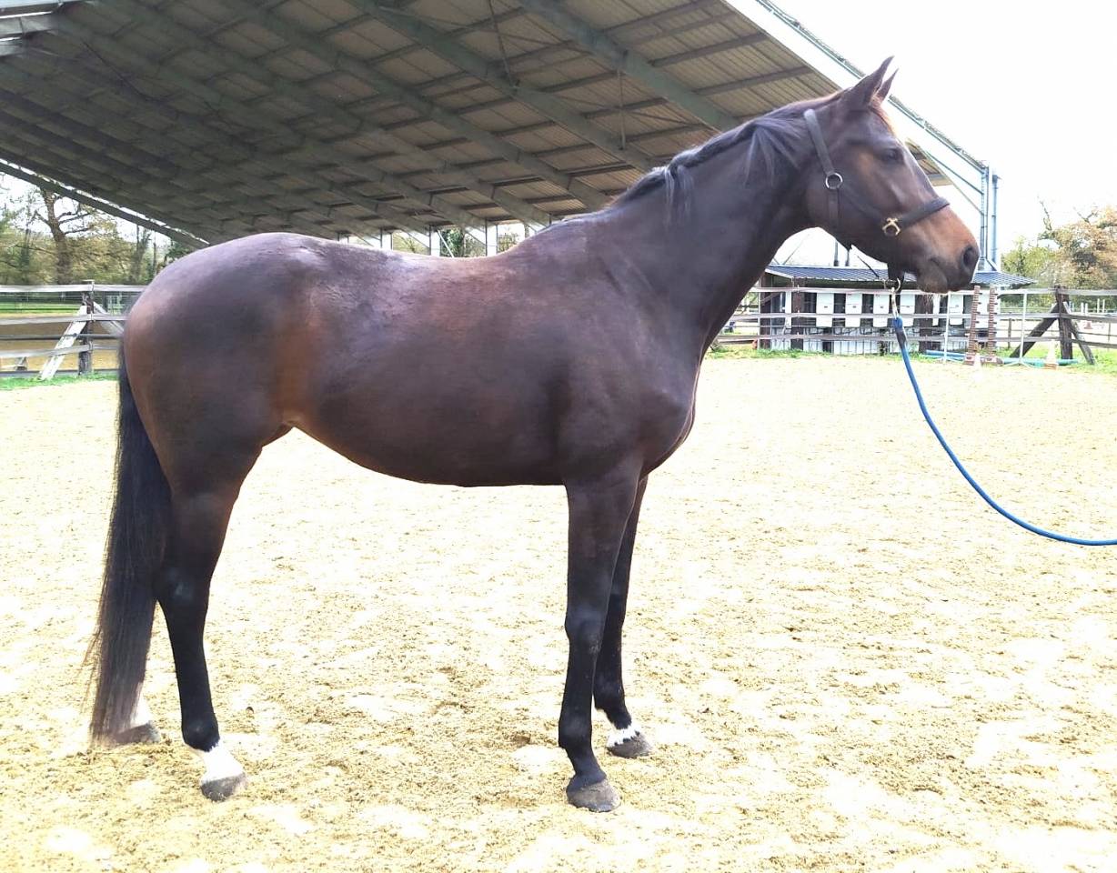 Mare KWPN Dutch Warmblood For sale 2021 Bay