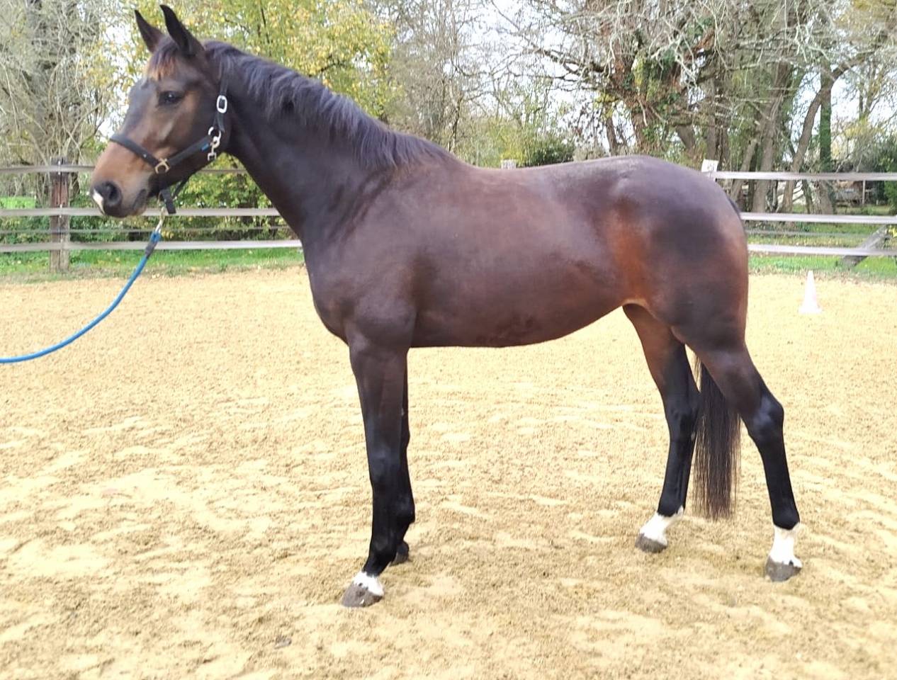 Mare KWPN Dutch Warmblood For sale 2021 Bay