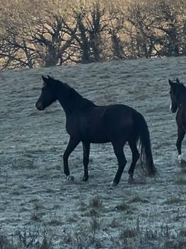 Mare KWPN Dutch Warmblood For sale 2021 Bay