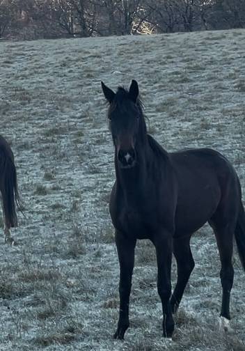 Mare KWPN Dutch Warmblood For sale 2021 Bay