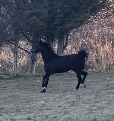 Mare KWPN Dutch Warmblood For sale 2021 Bay