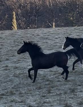 Mare KWPN Dutch Warmblood For sale 2021 Bay