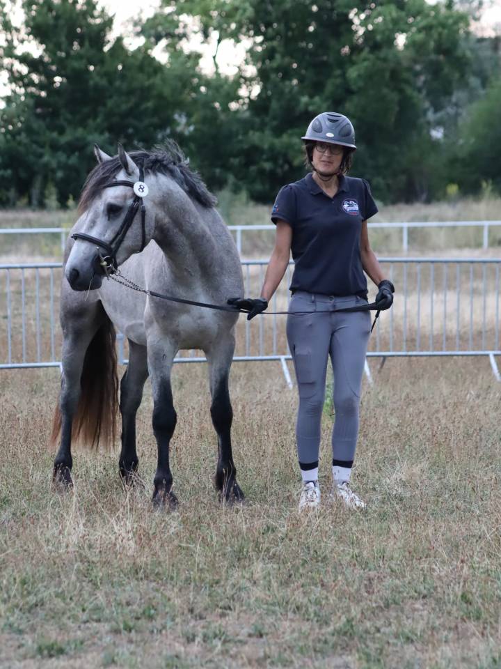 Entire Connemara For sale 2022 Grey