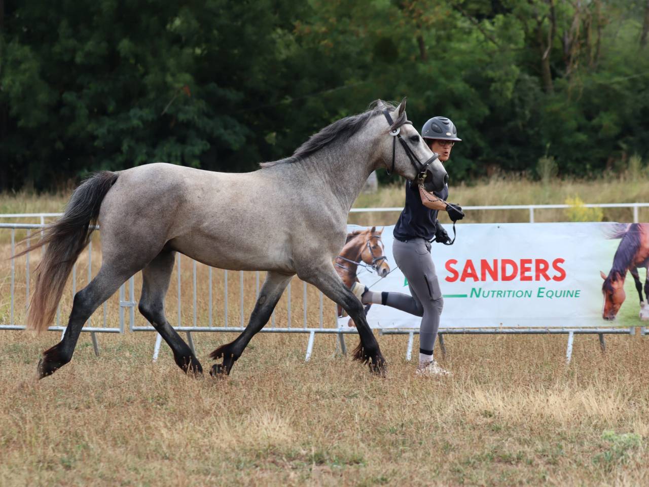 Entire Connemara For sale 2022 Grey