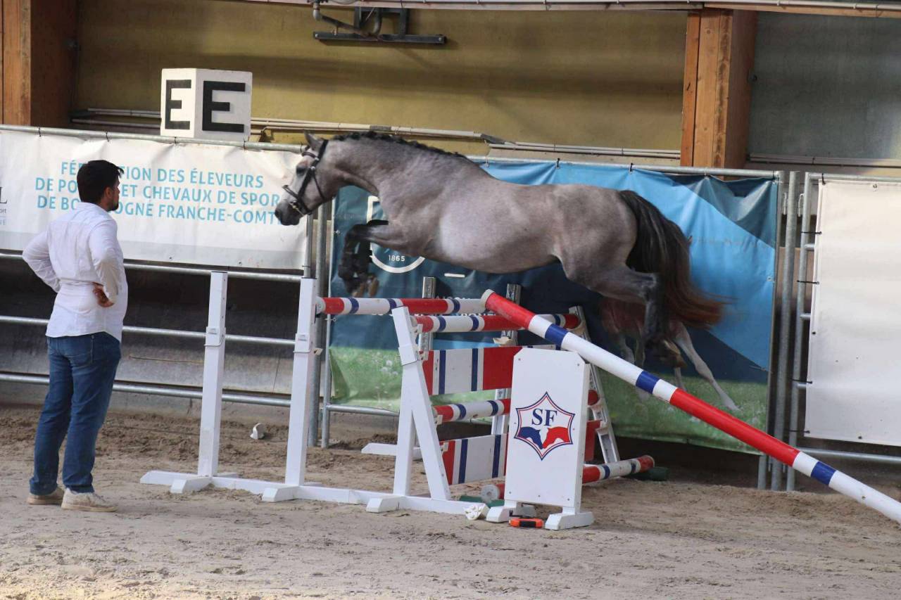 Entire Connemara For sale 2022 Grey