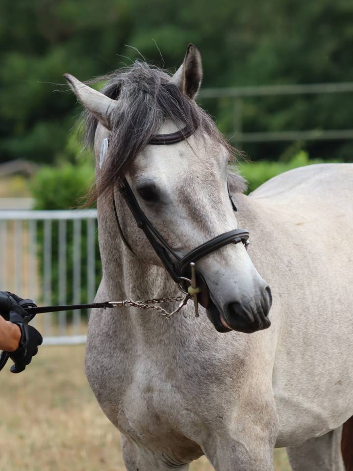 Entire Connemara For sale 2022 Grey