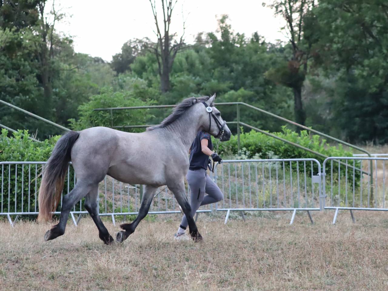 Entire Connemara For sale 2022 Grey