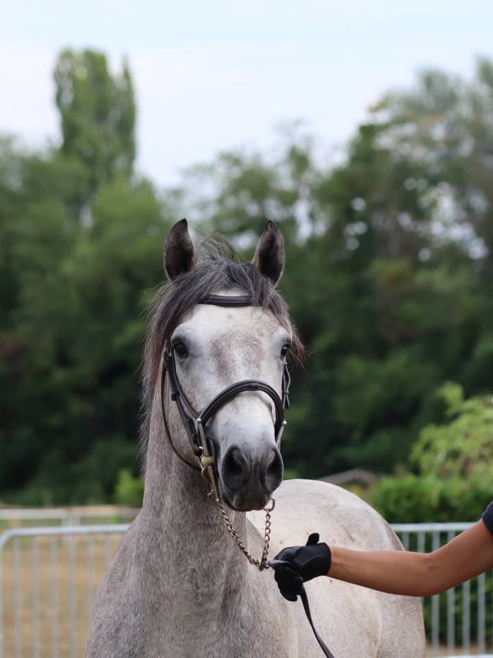 Entire Connemara For sale 2022 Grey