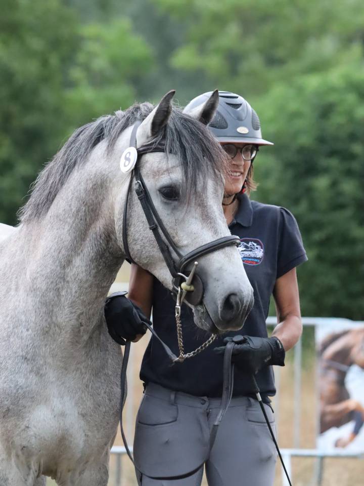 Entire Connemara For sale 2022 Grey