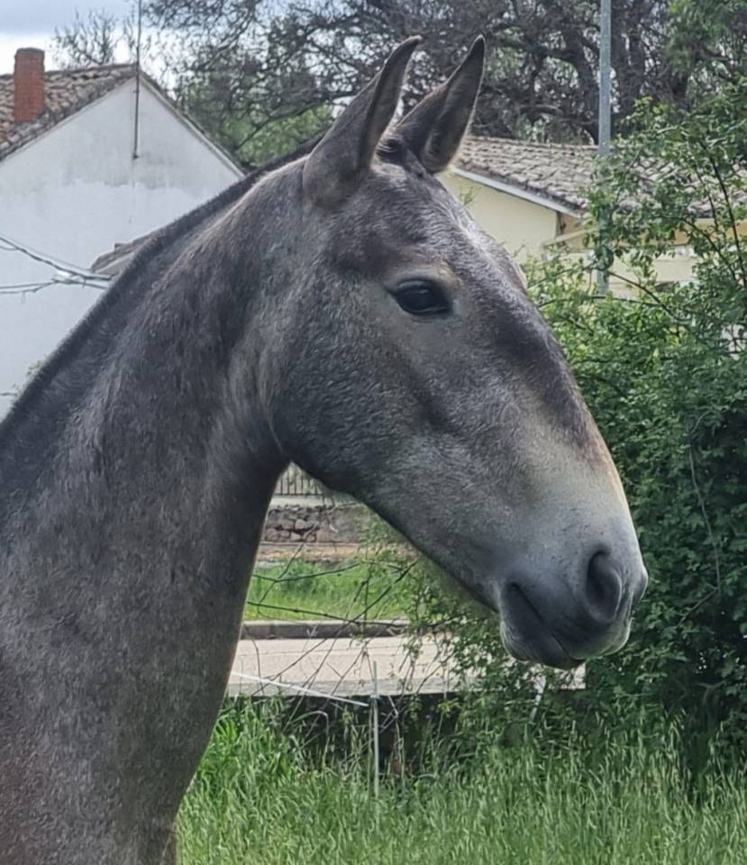 Mare Lusitano For sale 2022 Grey