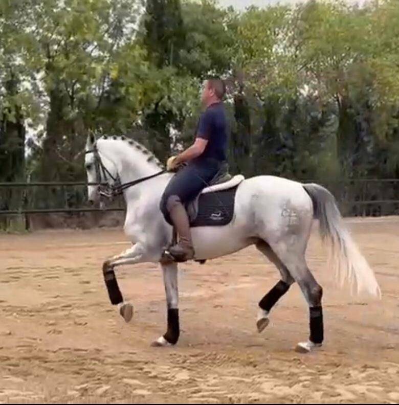 Gelding PRE Pure Spanish Bred For sale 2016 Grey