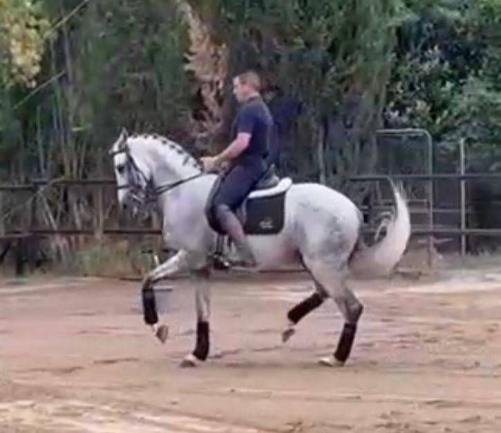 Gelding PRE Pure Spanish Bred For sale 2016 Grey