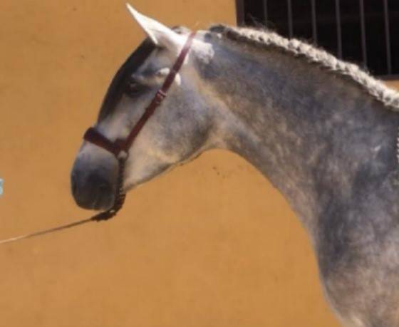 Entire PRE Pure Spanish Bred For sale 2018 Grey