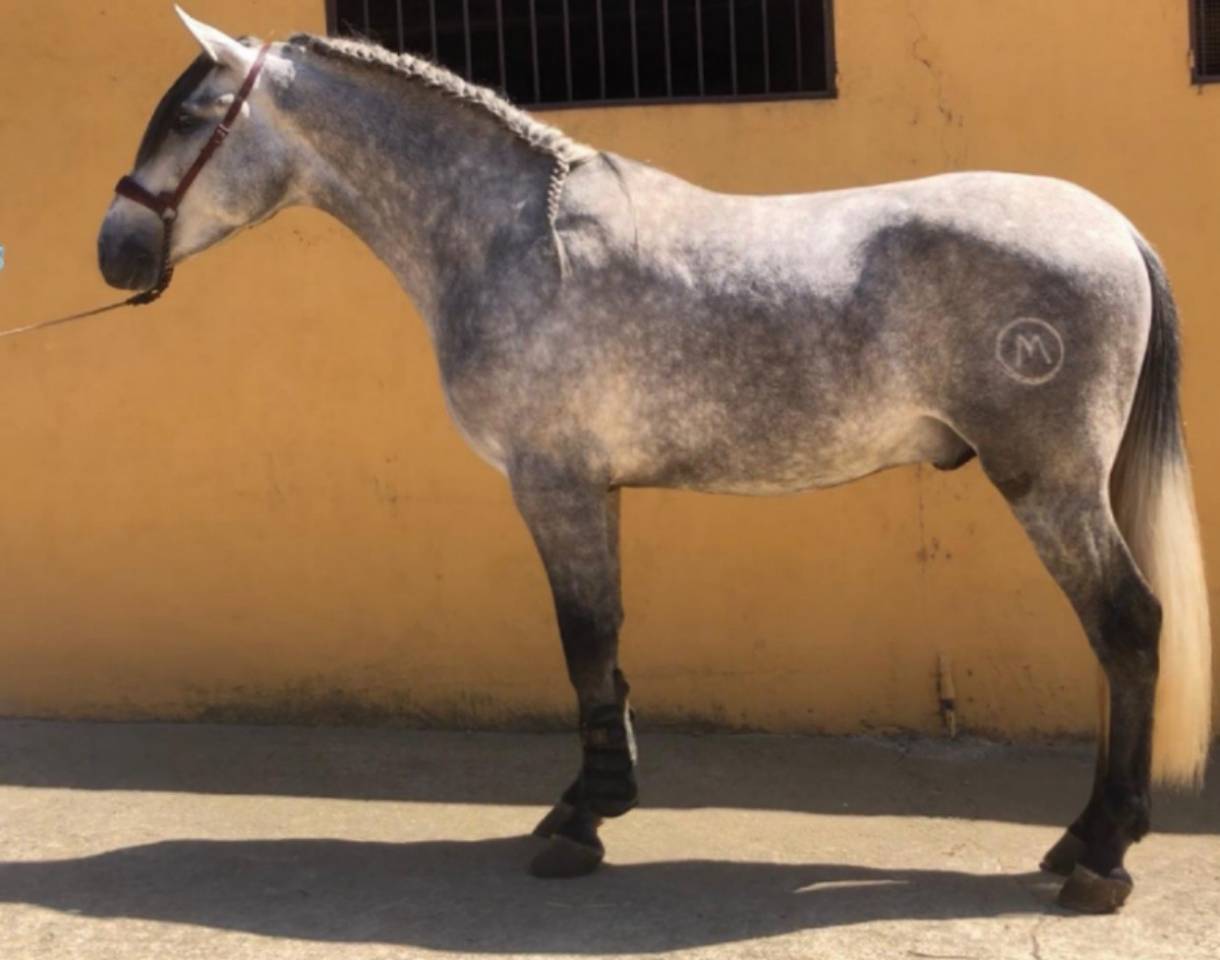 Entire PRE Pure Spanish Bred For sale 2018 Grey