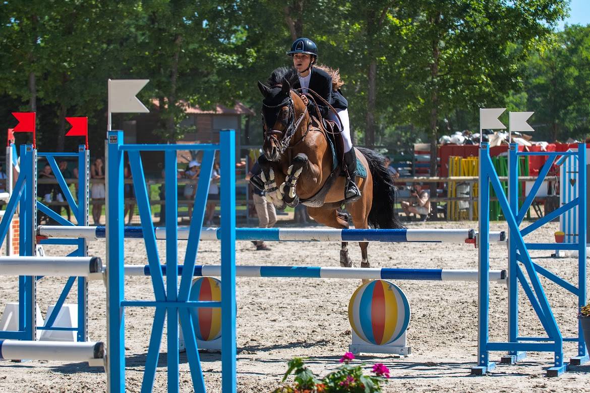 Gelding French Saddle Pony For sale 2000 Bay