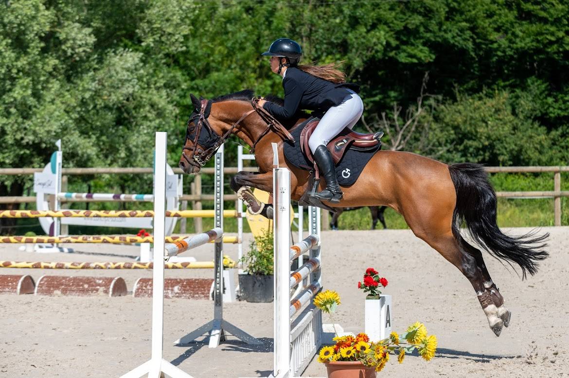 Gelding French Saddle Pony For sale 2000 Bay