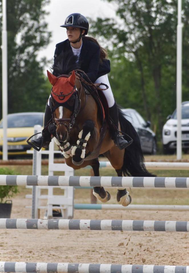 Gelding French Saddle Pony For sale 2000 Bay