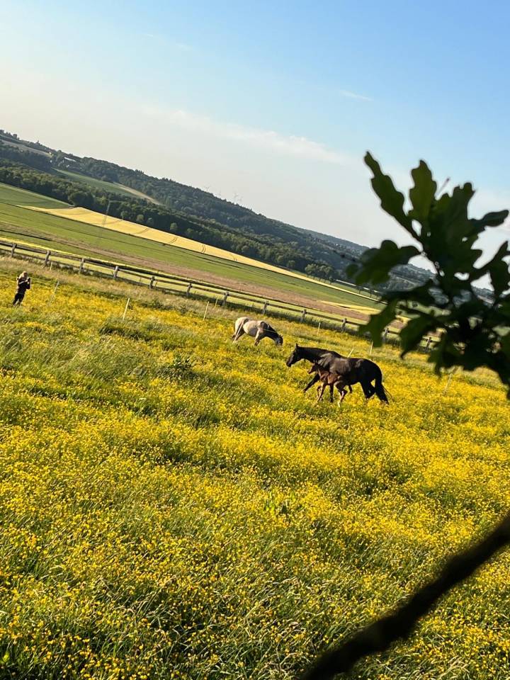 Colt Lusitano For sale 2025 Dark Bay