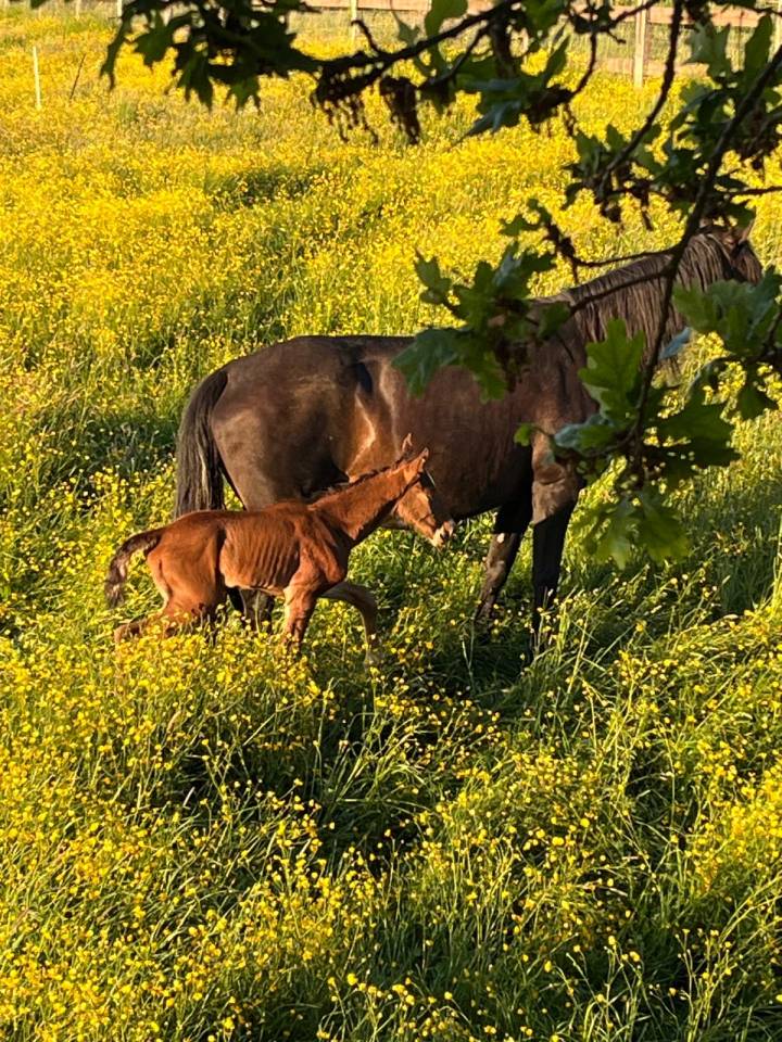 Colt Lusitano For sale 2025 Dark Bay