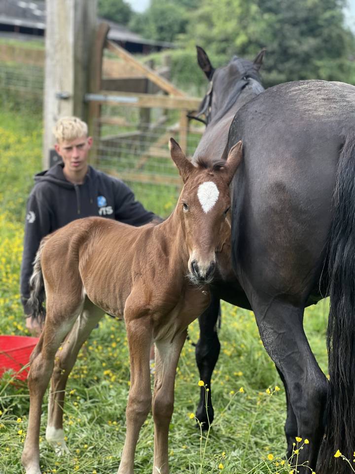 Colt Lusitano For sale 2025 Dark Bay
