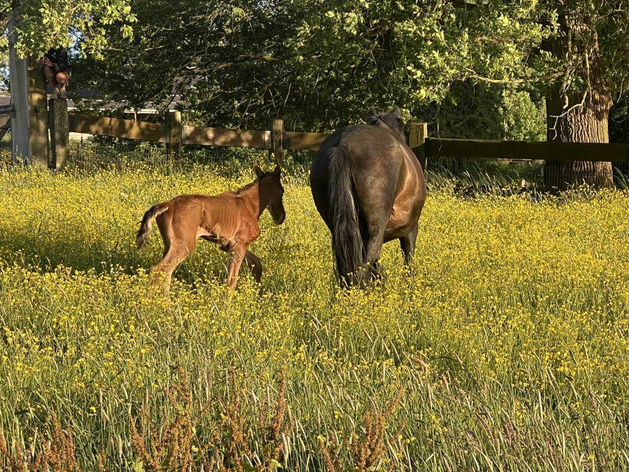 Colt Lusitano For sale 2025 Dark Bay